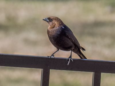 Brown-headed Cowbird