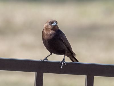 Brown Headed Cowbird