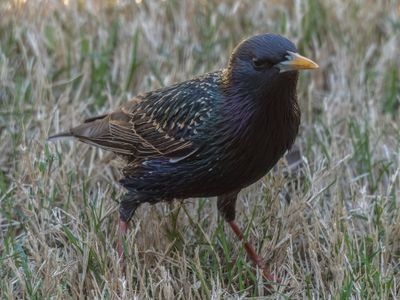 European Starling