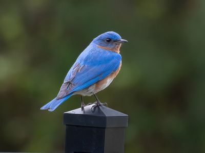 Bluebirds