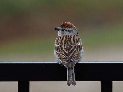 Chipping Sparrow (female)