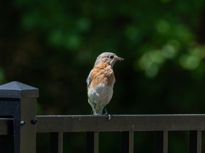Bluebirds
