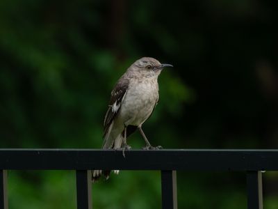 Mockingbords