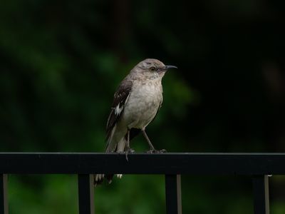 Mockingbords