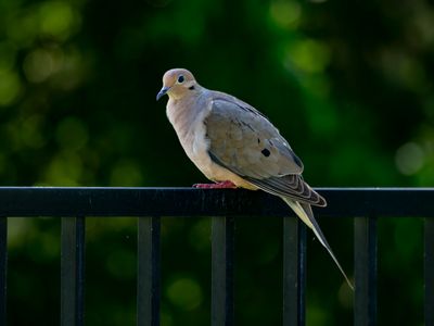 Doves