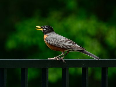 American Robin