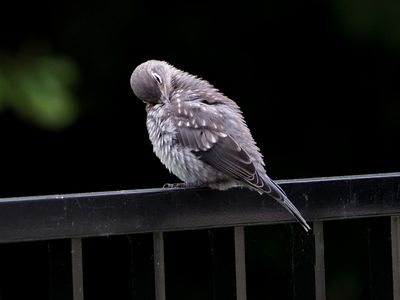 Juvenile Female