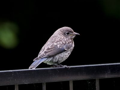 Bluebirds