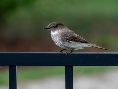 Eastern Phoebe