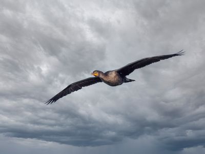 Cormorants and Similar Birds