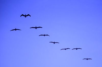 Shorebirds in Flight