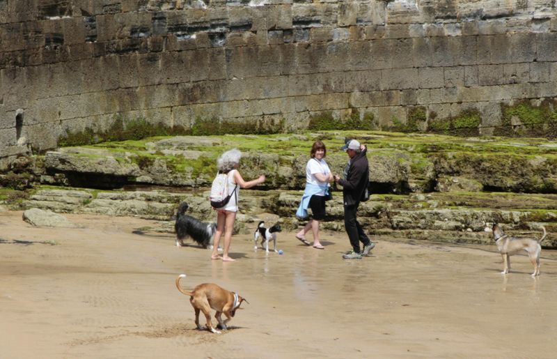  Happy dogs and people on the beach at seawall