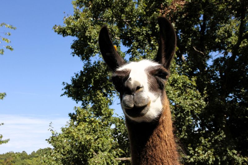 Llama looking right at me