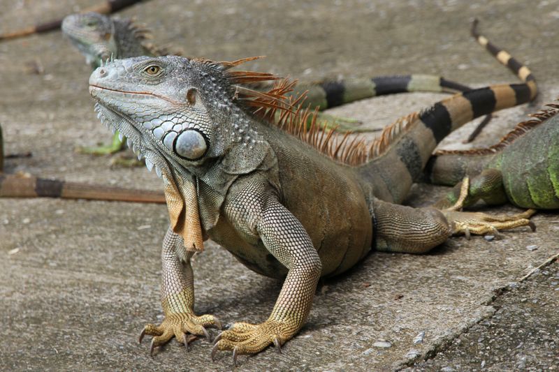 Went to Archs Iguana Hideaway with tons of loose iguanas.  Fascinating!