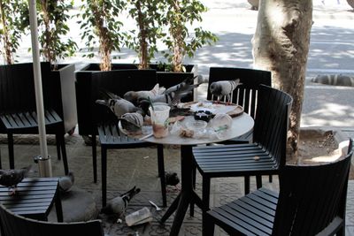 The pigeons were having a great time
