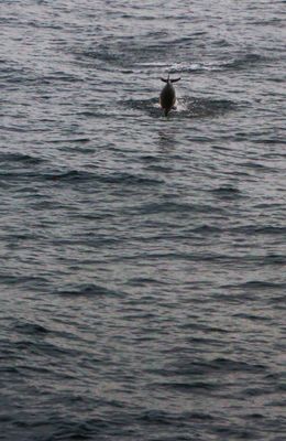 Saw a porpoise on way to Gijon (Bay of Biscay)