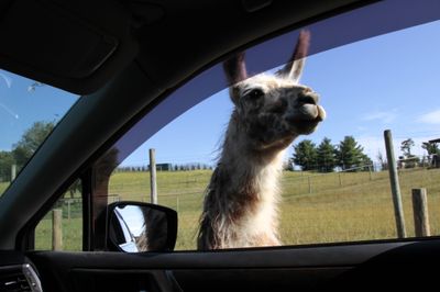 My first visitor to the car was this llama. I love the llamas. 