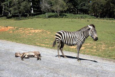 Zebra parent was guarding a napping child in the road.I had to pass slowly on the left. For more Safari pics, see next Gallery