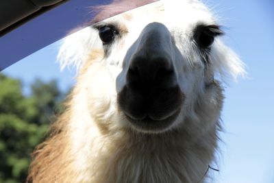 Llamas to the left (pictured), llamas to the right, stuck in the middle with you.