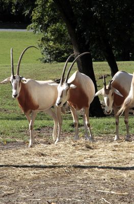 Scimitar horned oryx threesome. Beautiful animals. 