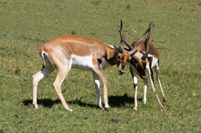 These are Blackbucks & they're sparring. I had not seen them spar before. 