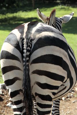Yes, its a zebra ass.