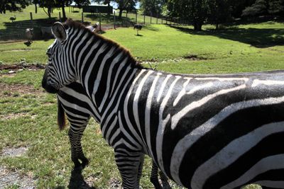 Zebra mashup near the cattle guard