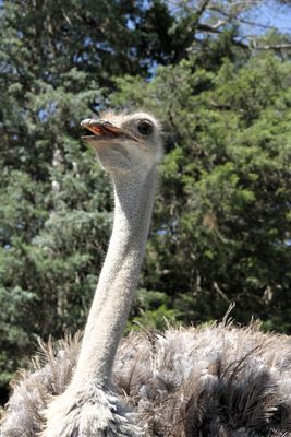I'm not a big fan of ostriches, but this one was fun to photograph.