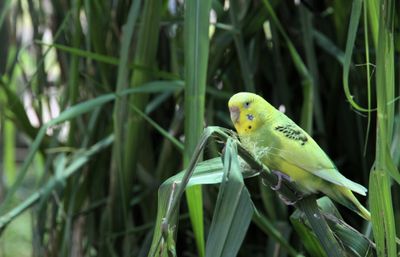 Green parakeet was sitting in the corn.