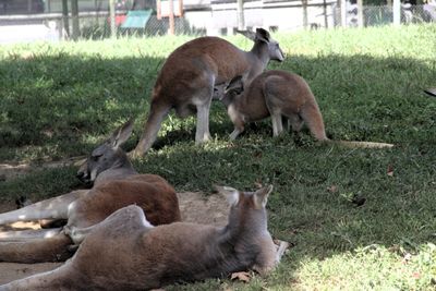 Other roos were napping in the shade.