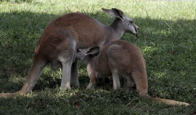The roos had their own enclosure.  One was feeding its joey. 