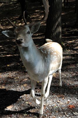 The fallow deer has antlers like the palm of your hand.