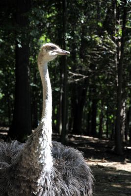 The ostrich is an imposing creature.  