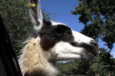 A handsome llama 