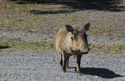 New Zealand Kune Kune Pig 