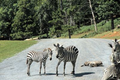 Zebras around the little napper