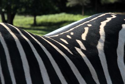Zebra back closeup