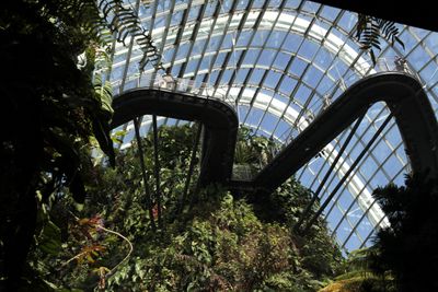 Cloud Forest with walkway