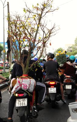 Transporting a tree on scooter