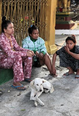  Dog chilling with women at Wat Leu