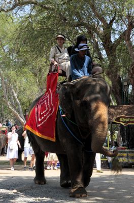 You could pay for an elephant ride