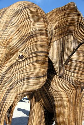 An elephant's eye!  I never knew invasive grass could be so beautiful