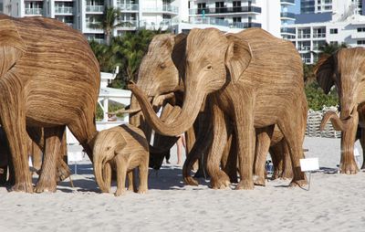  Elephant family on the beach near 35th St. 