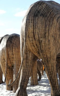 Elephant backs