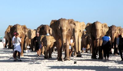 Here comes the herd!  This art installation was only 1 of many during Art Week.