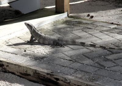 Lizard or possibly an iguana?