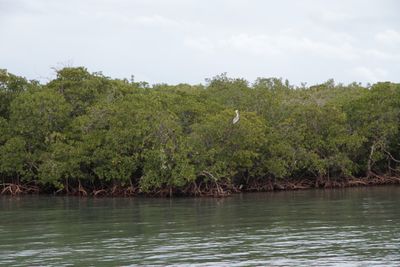 The mangrove probably held lots of birds, and manatees.