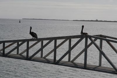Pelicans!