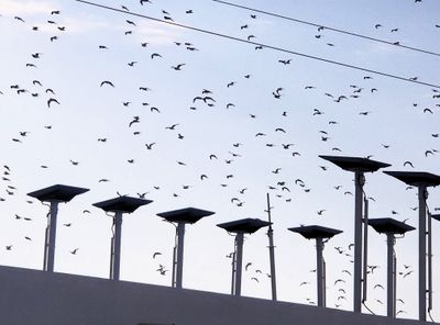 Two things I love on a cruise ship: Birds & Wifi!