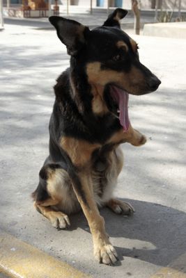  Adopted bomb dog at Luna
